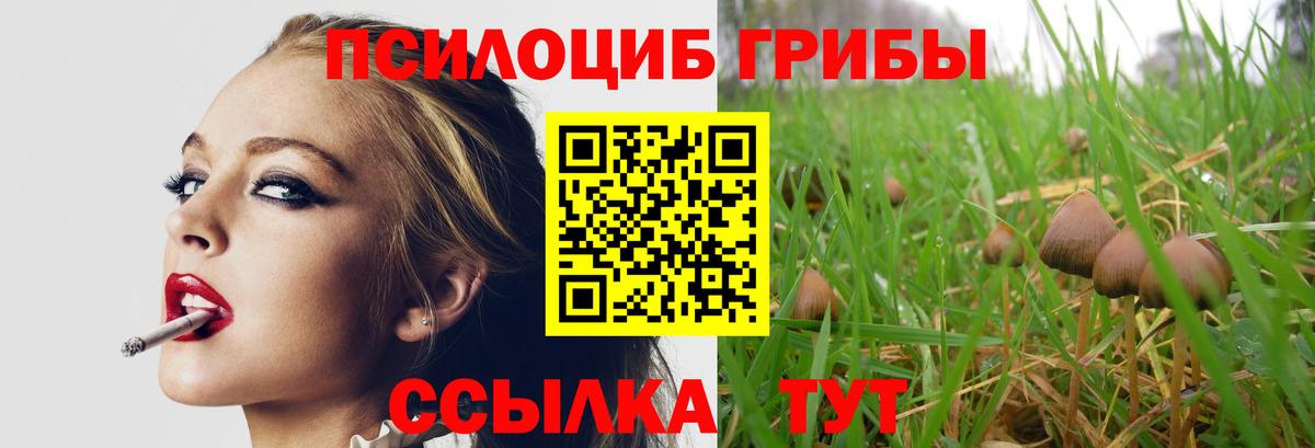 Псилоцибиновые грибы Psilocybe Ликино-Дулёво